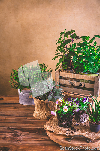 Image of Planting and gardening concept - herbs, seedling and plants ready for planting with garden tools