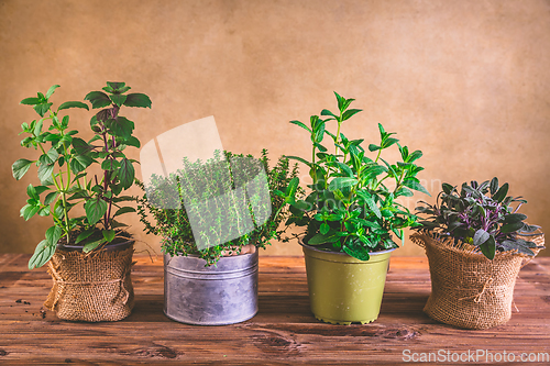 Image of Planting and gardening concept - herbs, mint, sage, basil and thyme