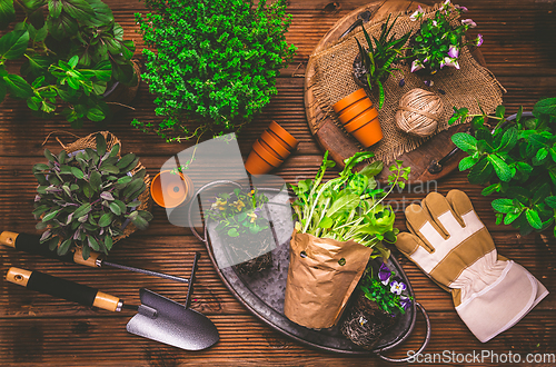 Image of Planting and gardening concept - herbs, seedling and plants ready for planting with garden tools