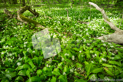 Image of Green forest in spring, ground is covered with wild garlic (ramson)
