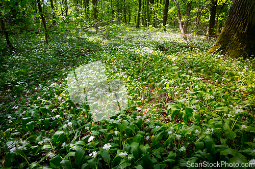 Image of Green forest in spring, ground is covered with wild garlic (ramson)