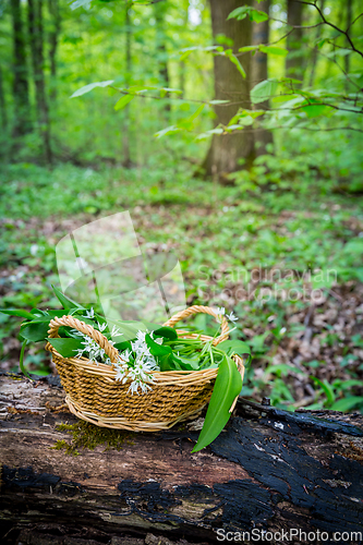 Image of Picking Wild Garlic (allium ursinum) in woodland. Harvesting Ramson leaves herb into basket