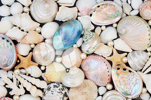 Image of Large Sea Shell Collection with Natural Oyster Pearls Compositio