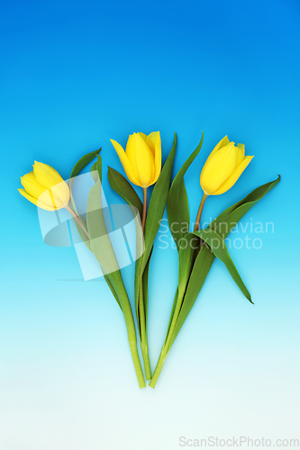 Image of Yellow Spring Tulip Flower Abstract Composition 