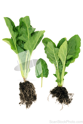 Image of Organic Spinach Plants with Root Balls 