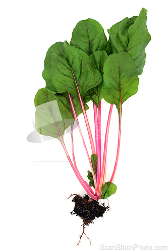 Image of Swiss Chard Healthy Vegetable with Root Ball