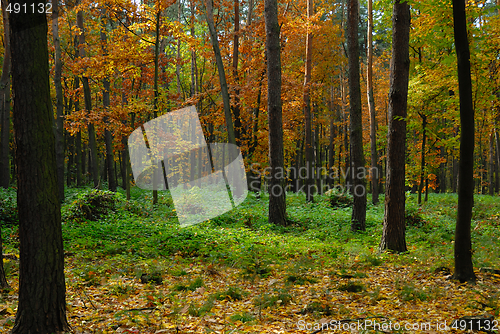 Image of Colors of Fall