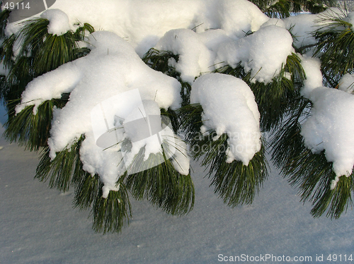 Image of Branch of Pinus sibirica covered under the Snow