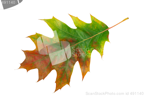 Image of Leaf
