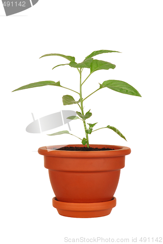 Image of Young Plant