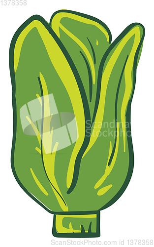 Image of Green colour lettuce, vector or color illustration.