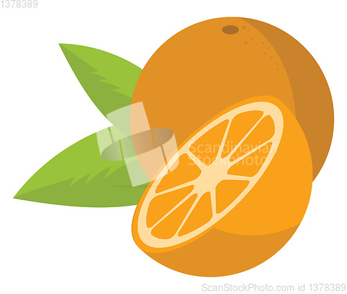 Image of Orange fruit, vector or color illustration.