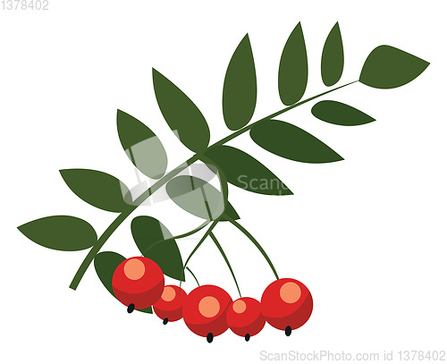 Image of Rowan, vector or color illustration.