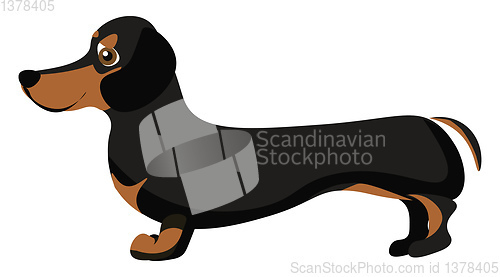 Image of Image of dachshund, vector or color illustration.