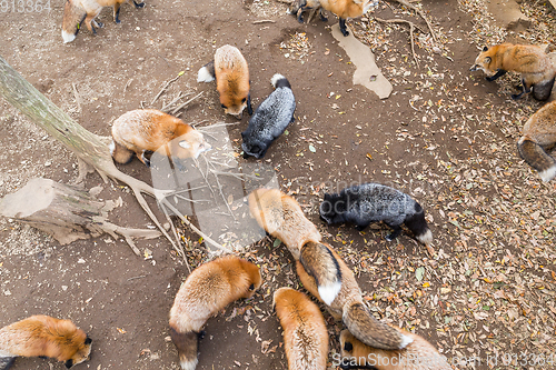 Image of Fox eating snack together in the park