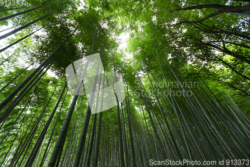 Image of Bamboo Forest from low angle