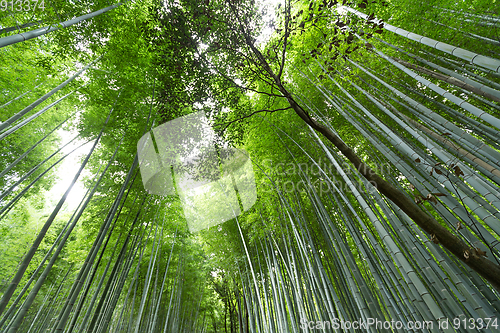 Image of Bamboo forest with morning sunlight