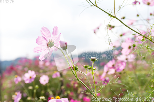 Image of Cosmos flowers