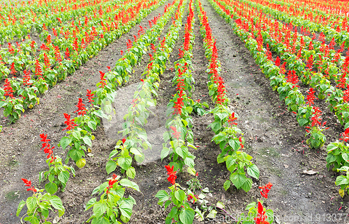 Image of Salvia flower field