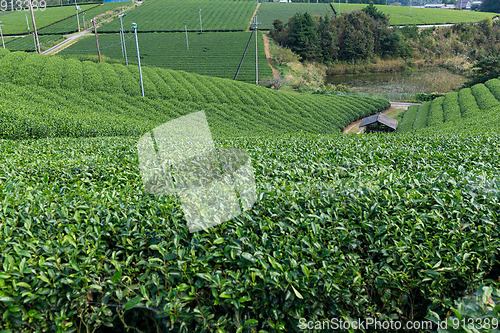 Image of Green Tea field