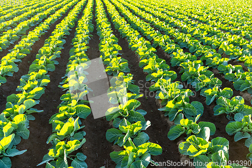 Image of Green vegetable on the field