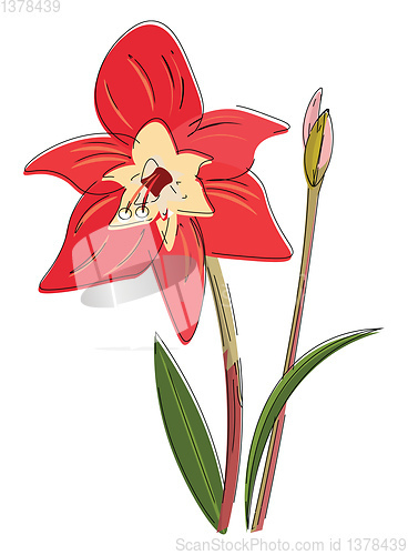 Image of Image of amaryllis, vector or color illustration.