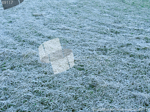 Image of Grass under the hoar-frost