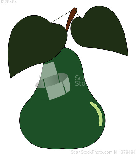 Image of Pear, vector or color illustration.