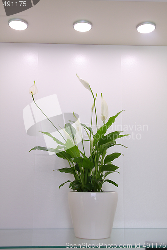 Image of Peace lily