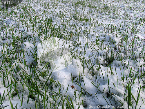 Image of Green Grass under the Snow