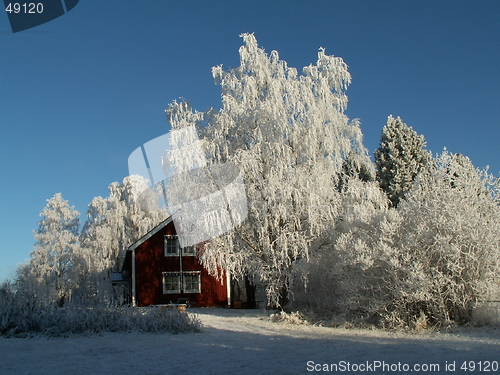 Image of Rime in the trees