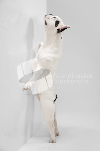 Image of French Bulldog young dog is posing. Cute playful white-black doggy or pet on white background. Concept of motion, action, movement.