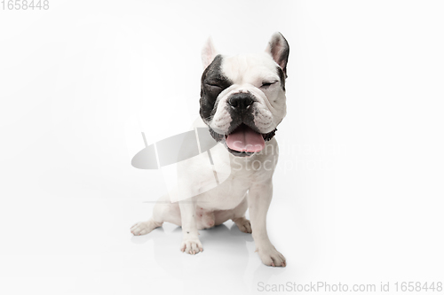 Image of French Bulldog young dog is posing. Cute playful white-black doggy or pet on white background. Concept of motion, action, movement.