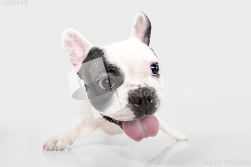 Image of French Bulldog young dog is posing. Cute playful white-black doggy or pet on white background. Concept of motion, action, movement.