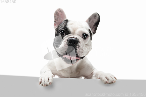 Image of French Bulldog young dog is posing. Cute playful white-black doggy or pet on white background. Concept of motion, action, movement.