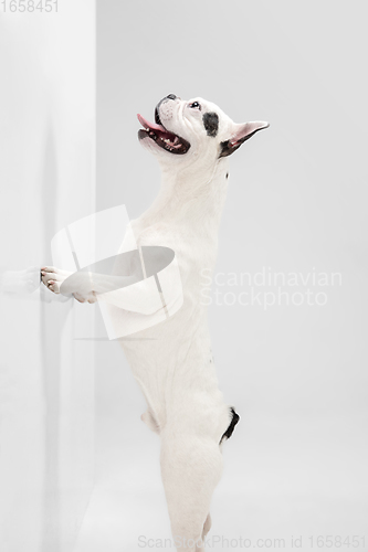 Image of French Bulldog young dog is posing. Cute playful white-black doggy or pet on white background. Concept of motion, action, movement.