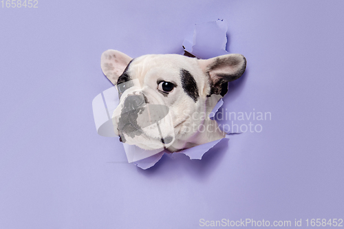 Image of French Bulldog young dog is posing. Cute playful white-black doggy or pet on purple background. Concept of motion, action, movement.