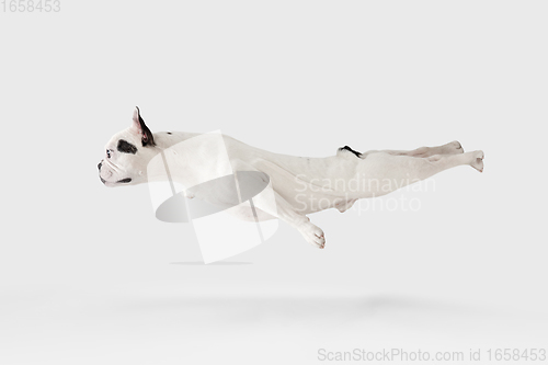 Image of French Bulldog young dog is posing. Cute playful white-black doggy or pet on white background. Concept of motion, action, movement.