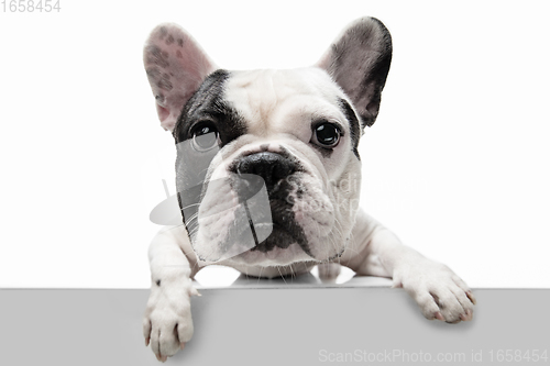 Image of French Bulldog young dog is posing. Cute playful white-black doggy or pet on white background. Concept of motion, action, movement.