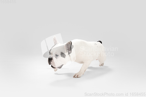 Image of French Bulldog young dog is posing. Cute playful white-black doggy or pet on white background. Concept of motion, action, movement.