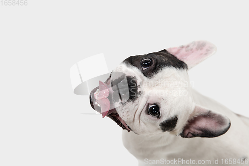 Image of French Bulldog young dog is posing. Cute playful white-black doggy or pet on white background. Concept of motion, action, movement.