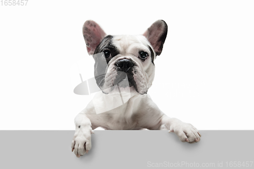 Image of French Bulldog young dog is posing. Cute playful white-black doggy or pet on white background. Concept of motion, action, movement.