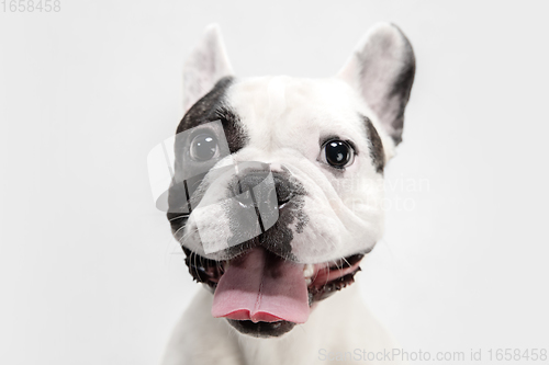 Image of French Bulldog young dog is posing. Cute playful white-black doggy or pet on white background. Concept of motion, action, movement.