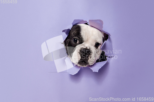 Image of French Bulldog young dog is posing. Cute playful white-black doggy or pet on purple background. Concept of motion, action, movement.