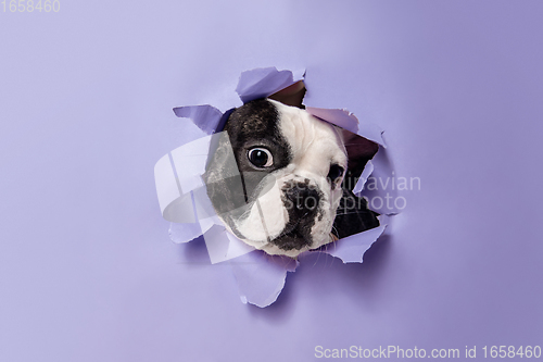 Image of French Bulldog young dog is posing. Cute playful white-black doggy or pet on purple background. Concept of motion, action, movement.