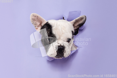 Image of French Bulldog young dog is posing. Cute playful white-black doggy or pet on purple background. Concept of motion, action, movement.