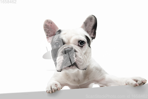 Image of French Bulldog young dog is posing. Cute playful white-black doggy or pet on white background. Concept of motion, action, movement.