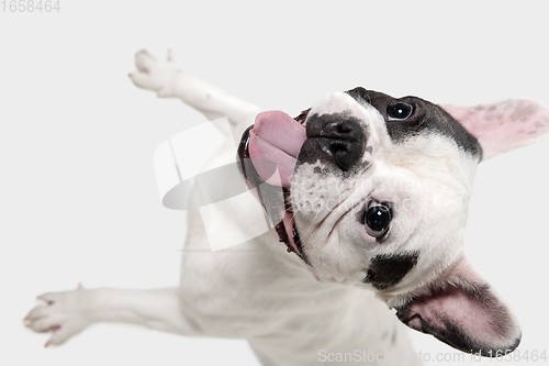 Image of French Bulldog young dog is posing. Cute playful white-black doggy or pet on white background. Concept of motion, action, movement.