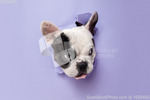 Image of French Bulldog young dog is posing. Cute playful white-black doggy or pet on purple background. Concept of motion, action, movement.