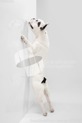 Image of French Bulldog young dog is posing. Cute playful white-black doggy or pet on white background. Concept of motion, action, movement.